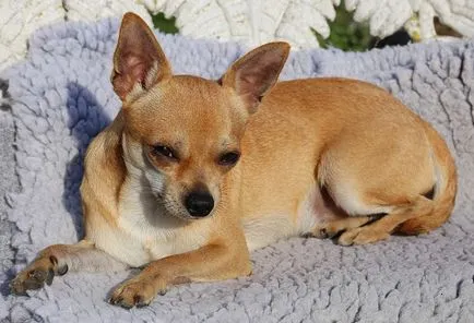 Nevek kutyák chihuahua fiúk Nevek kutyák chihuahua fiúk
