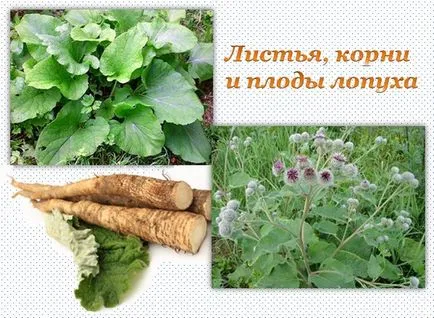 Hogyan kell szedni a bojtorján Hogyan kell szedni a bojtorján