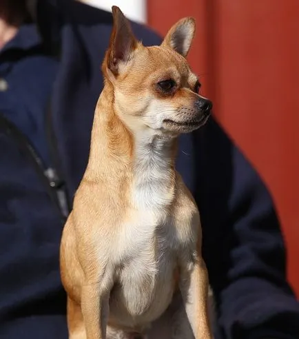 Nevek kutyák chihuahua fiúk Nevek kutyák chihuahua fiúk