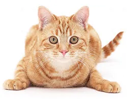 Cat és a ház Cat és a ház