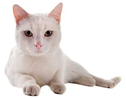 Cat és a ház Cat és a ház
