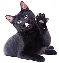 Cat és a ház Cat és a ház