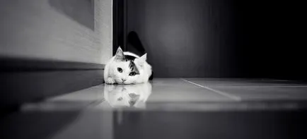 Cat és a ház Cat és a ház