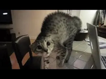 Kukorica saját kezűleg