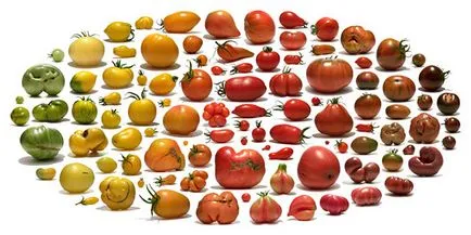 A legfinomabb különböző paradicsom