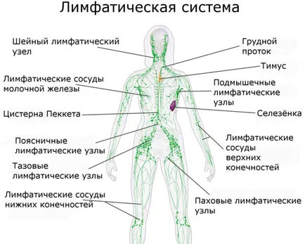 Mi lymphostasis lábak