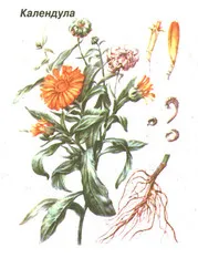 Calendula kezelésére