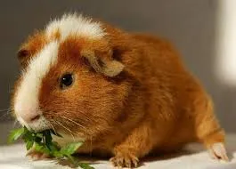 Hogyan tartsuk a tengerimalac Hogyan tartsuk a tengerimalac