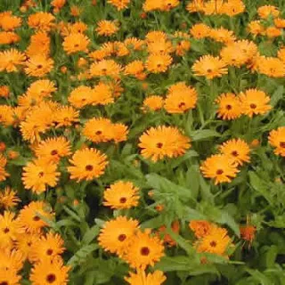 Calendula kezelésére