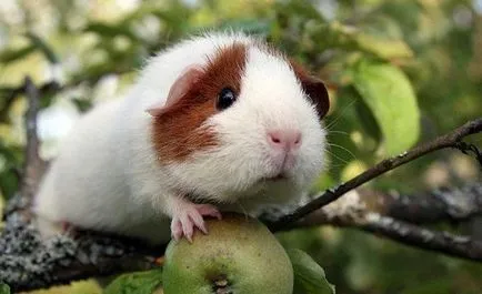 Hogyan tartsuk a tengerimalac Hogyan tartsuk a tengerimalac