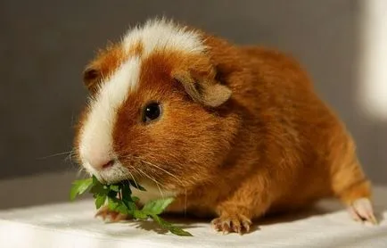 Hogyan tartsuk a tengerimalac Hogyan tartsuk a tengerimalac