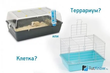 Hogyan tartsuk a tengerimalac