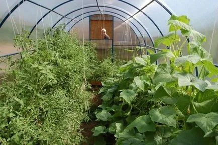 Paradicsom és uborka melegházban Paradicsom és uborka melegházban