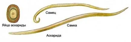 nemozolom kezelés