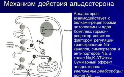 natriuretikus hormon