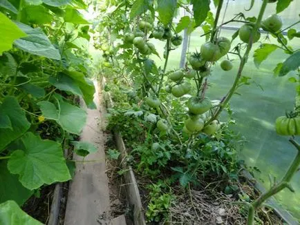 Paradicsom és uborka melegházban
