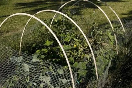 Mi a rácsos uborka Mi a rácsos uborka