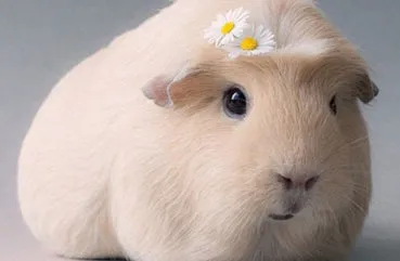 Hogyan tartsuk a tengerimalac