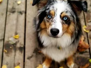 Kutyák, kék szeme Kutyák, kék szeme