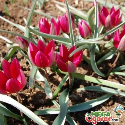 Hogyan növekszik tulipán