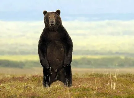 Mi szia Bear