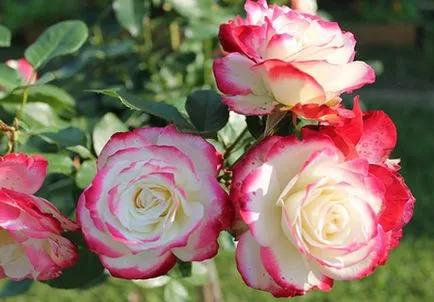 A fajták Rose