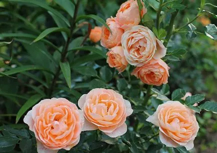 A fajták Rose