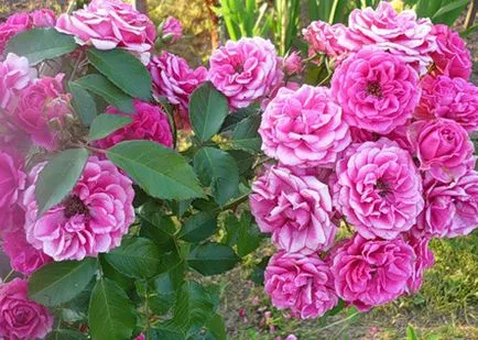 A fajták Rose