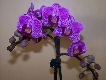 Tenyésztési orchideák otthon