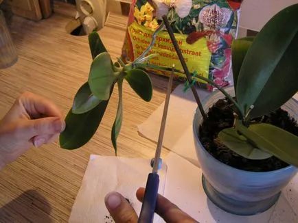 Tenyésztési orchideák otthon