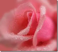 A fajták Rose