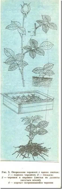 A fajták Rose