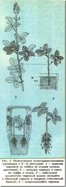 A fajták Rose