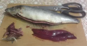Hogyan kell sütni a sütőben hering