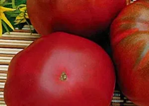 A legfinomabb különböző paradicsom A legfinomabb különböző paradicsom