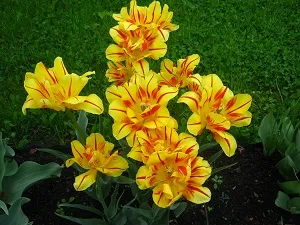 Hogyan növekszik tulipán