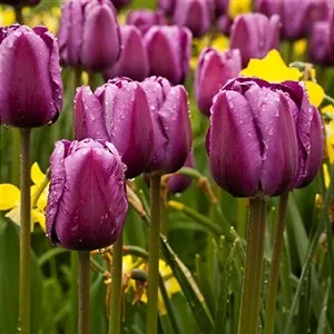 Hogyan növekszik tulipán