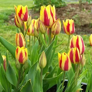 Hogyan növekszik tulipán