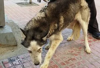 Ezek vicces macskák Ezek vicces macskák