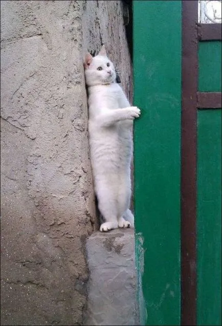 Ezek vicces macskák