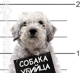kutyák áldozat