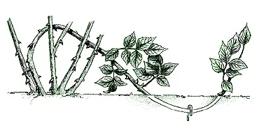 A fajták Rose
