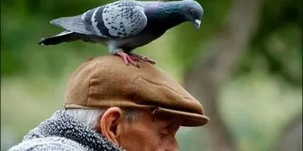 Ahogy én látom a madarak Ahogy én látom a madarak