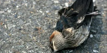 Ahogy én látom a madarak Ahogy én látom a madarak