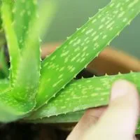 Aloe juice otthon Aloe juice otthon