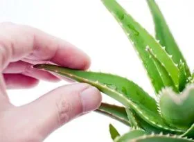 Aloe juice otthon