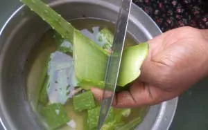 Aloe juice otthon