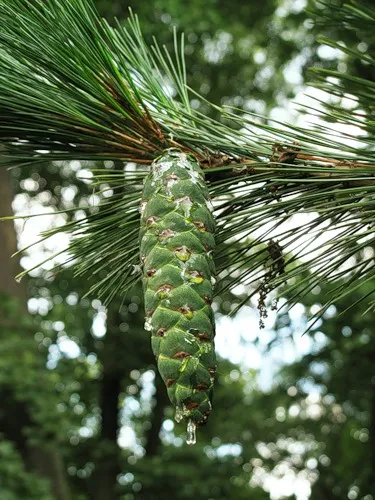 Mint egy kis fenyő