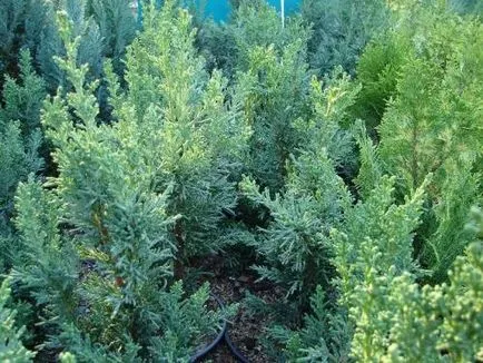 Mint egy kis fenyő