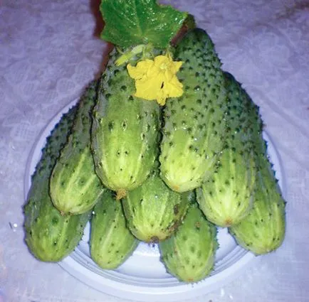 uborka Murashka